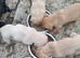 Labrador Puppies