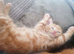 Ginger female Kitten