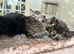Stunning Mixed‑Breed British Shorthair Tabby Kittens &ndash; Ready to Reserve!