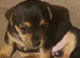 Beautiful jack Russell puppies