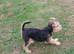 Lakeland terrier pup