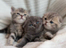 For sale Scottish fold kittens