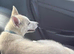 White 5 months old Male White Siberian/Malamute lovely Boy
