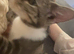 1 year old cat