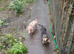 Two long Haired dachund pups for sale