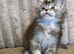 Stunning tica registered girl
