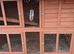 Female rabbit, hutch and separate run