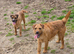 Border Terrier bitches, 3 years old.