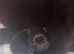 Exceptional Chow Chow Puppies &ndash; Rare & Stunning