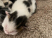 Tabby kittens