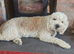 Beautiful f2b labradoodle for stud