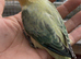 Adorable Lovebirds available