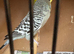 Budgies