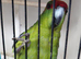 Kakariki for sale.
