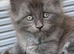 3 beautiful mainecoon polydactyl
