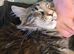 Mainecoons for sale