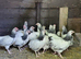 Light Sussex bantam pullets