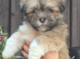 Lovely pedigree puppys Ready now