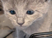 Pure Beautiful Russian Blue Kittens for Sale