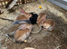 Rex Standard Rabbits, Bunnies, Kits