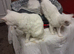 Beautiful white kittens