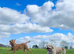 F1 Cavador Puppies Labrador x cavalier king Charles