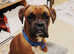 Boxer stud