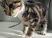 Kitten female 10 weeks