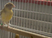 Canary