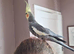 Semi tame male cockatiel.