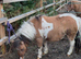 Super registered mini Shetland gelding