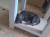 Whippet pups