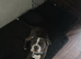 Puppy staff male