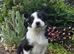 6 Adorable Border Collie Puppies