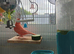 2 male canary