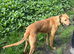 12 MONTH OLD LURCHER NEEDING NEW HOME