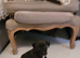 America bully/Staffie puppies for sale