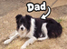 Border collie X Huntaway Girls