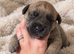 Gorgeous Blue & Brindle Mixed Breed Puppies
