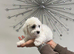 4 adorable bichon puppies