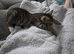 2 tabby kittens