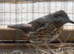 Male songthrush