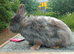 Blue and white lionhead female