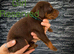 2 female Doberman puppies left