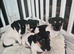 Minture jack russel