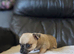 2 baby chiuauas ( boy )