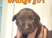 BEAUTIFUL PUPPIES FROM FULLY HEALTH-TESTED PARENTS