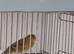 Raza canary cocks x 4