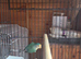 Male lovebird with cage