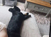 Black/tan fluffy French bulldog girl puppy 8 mth old